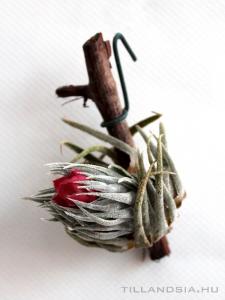 Tillandsia sprengeliana