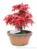 Japán juhar bonsai előanyag 03.