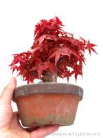 Japán juhar bonsai előanyag 03.