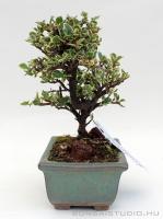 Cotoneaster sp. - Madárbirs shohin bonsai 03.