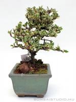 Cotoneaster sp. - Madárbirs shohin bonsai 03.}