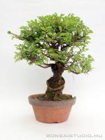 Ulmus parvifolia bonsai előanyag 01.