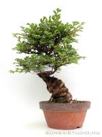 Ulmus parvifolia bonsai előanyag 01.