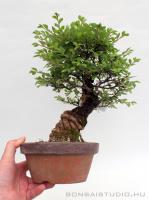 Ulmus parvifolia bonsai előanyag 01.}