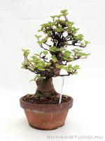 Viburnum dilatatum shohin bonsai 10.