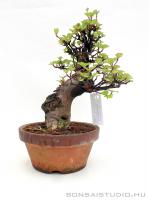 Viburnum dilatatum shohin bonsai 10.}
