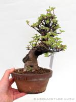 Viburnum dilatatum shohin bonsai 10.}