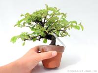 Chaenomeles sinensis shohin bonsai 01.