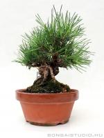 Pinus thunbergii shohin bonsai 10.