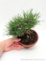 Pinus thunbergii shohin bonsai 10.}
