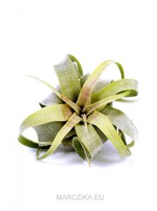 Tillandsia streptophylla