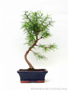 Pseudolarix amabilis - Aranyfenyő bonsai 02.
