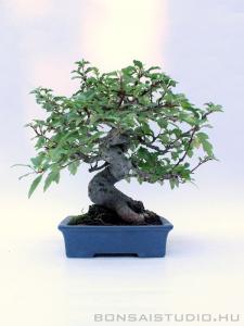 Malus shohin bonsai 03.