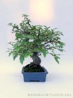 Malus shohin bonsai 03.