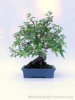 Malus shohin bonsai 03.