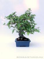 Malus shohin bonsai 03.}