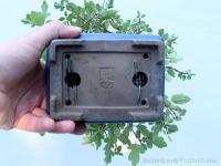 Malus shohin bonsai 03.}