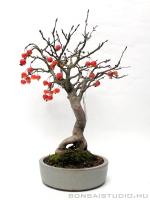 Malus halliana bonsai mázas  japán bonsai tálban 02.