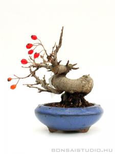 Photinia villosa shohin bonsai 01.