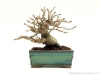 Photinia villosa shohin bonsai 02.