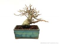 Photinia villosa shohin bonsai 02.