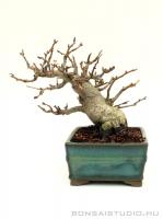 Photinia villosa shohin bonsai 02.}