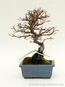 Ulmus parviflora shohin bonsai 16.