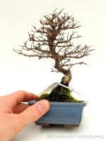 Ulmus parviflora shohin bonsai 16.