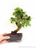 Borágófa - Carmona macrophylla hajlított törzsű bonsai