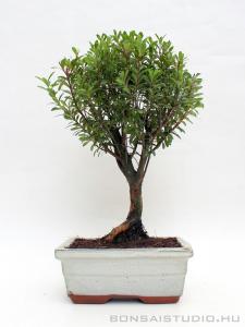 Syzingium buxifolium bonsai 05.