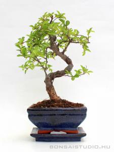 Kínai szil bonsai 12cm - es tálban - alátéttel