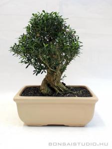 Buxus harlandii bonsai 27.