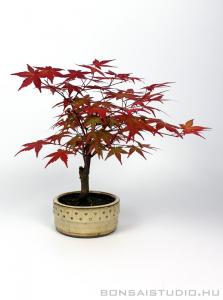 Japán juhar bonsai kerek tálban 01.