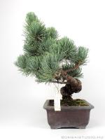 Fenyő bonsai - Pinus parviflora 01.