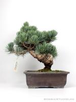 Fenyő bonsai - Pinus parviflora 01.