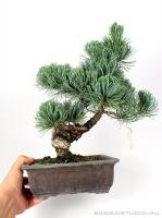 Fenyő bonsai - Pinus parviflora 01.}
