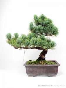 Fenyő bonsai - Pinus parviflora 02.