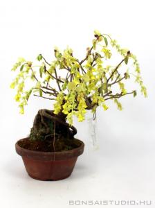 Corylopsis spicata shohin bonsai 01.