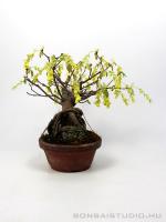 Corylopsis spicata shohin bonsai 01.