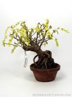 Corylopsis spicata shohin bonsai 01.