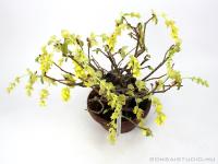 Corylopsis spicata shohin bonsai 01.}