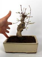 Japán juhar bonsai előanyag 06.