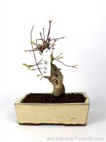 Japán juhar bonsai előanyag 06.}