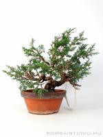Boróka pre bonsai - Juniperus chinensis 'Itoigawa' 1.