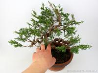 Boróka pre bonsai - Juniperus chinensis 'Itoigawa' 1.}