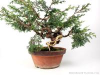 Boróka pre bonsai - Juniperus chinensis 'Itoigawa' 2.}