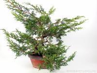 Boróka pre bonsai - Juniperus chinensis 'Itoigawa' 3.}
