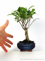 Mini bonsai 02.