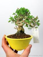 Lonicera sp. shohin bonsai 02.