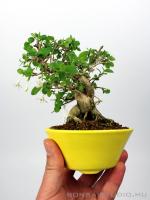 Lonicera sp. shohin bonsai 02.}